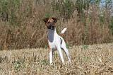 FOX TERRIER POIL LISSE 027